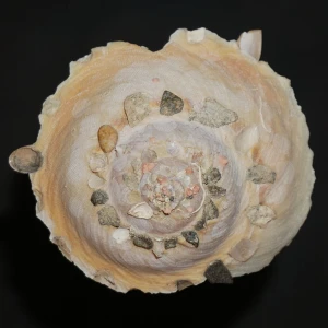Muszla śmieciarki Stellaria chinensis (Philippi, 1841) n.6