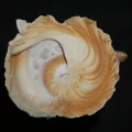 DSC08314.JPG