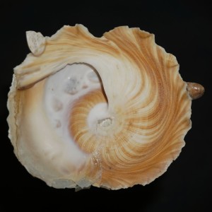 Muszla śmieciarki Stellaria chinensis (Philippi, 1841) n.6