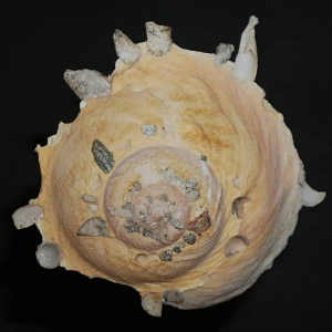 Muszla śmieciarki Stellaria chinensis (Philippi, 1841) n.7