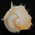 DSC08316.JPG
