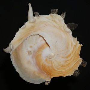 Muszla śmieciarki Stellaria chinensis (Philippi, 1841) n.7