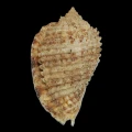 DSC08317.JPG