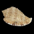 DSC08319.JPG