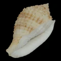 DSC08323.JPG