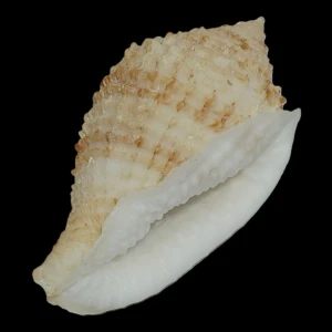 Muszla Morum grande (Adams, 1855) n.2