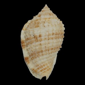 Muszla Morum grande (Adams, 1855) n.2