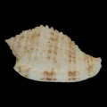 DSC08324.JPG