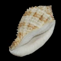 DSC08328.JPG