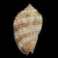 DSC08325.JPG