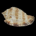 DSC08327.JPG