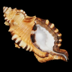 Muszla Cymatium (Lotoria) lotorium (Linne, 1758) n.8