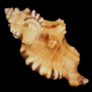 Muszla Cymatium (Lotoria) lotorium (Linne, 1758) n.8