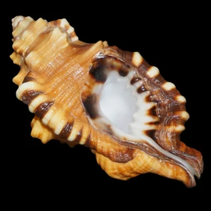 Muszla Cymatium (Lotoria) lotorium (Linne, 1758) n.9