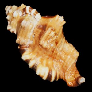 Muszla Cymatium (Lotoria) lotorium (Linne, 1758) n.9