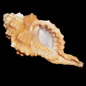 Muszla Cymatium (Ranularia) pyrum (Linne, 1758) n.3