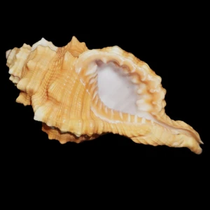 Muszla Cymatium (Ranularia) pyrum (Linne, 1758) n.4