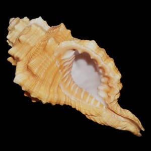 Muszla Cymatium (Ranularia) pyrum (Linne, 1758) n.4