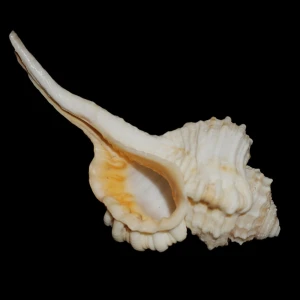 Muszla Cymatium (Ranularia) gutturnia (Röding, P.F., 1798) n.2