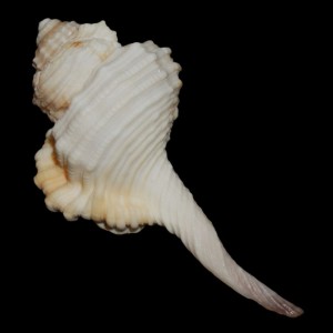 Muszla Cymatium (Ranularia) gutturnia (Röding, P.F., 1798) n.2