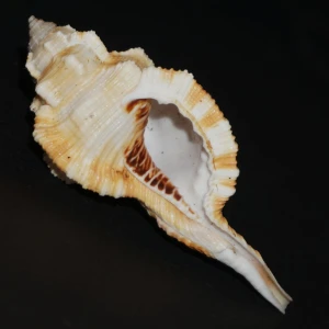Muszla Cymatium (Ranularia) testudinaria (Adams & Reeve, 1850) n.1