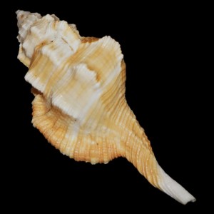 Muszla Cymatium (Ranularia) testudinaria (Adams & Reeve, 1850) n.1