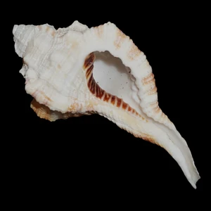 Muszla Cymatium (Ranularia) testudinaria (Adams & Reeve, 1850) n.3