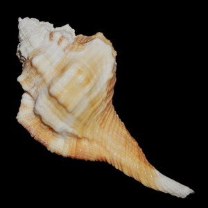 Muszla Cymatium (Ranularia) testudinaria (Adams & Reeve, 1850) n.3