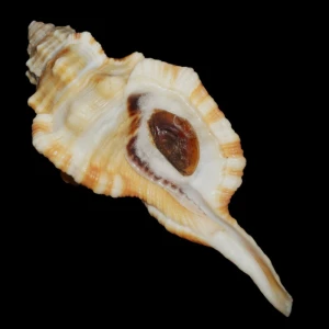 Muszla Cymatium (Ranularia) testudinaria (Adams & Reeve, 1850) n.2