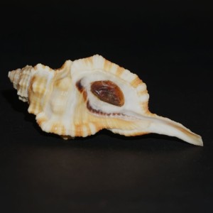 Muszla Cymatium (Ranularia) testudinaria (Adams & Reeve, 1850) n.2