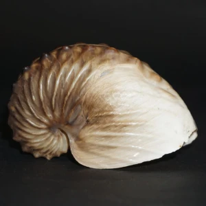 Muszla żeglarka Argonauta cf. boettgeri (Maltzan, 1881) XL5