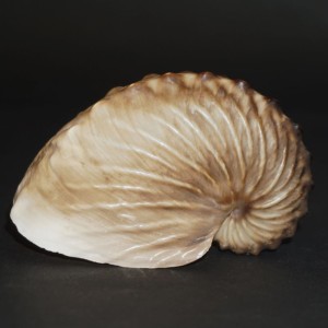 Muszla żeglarka Argonauta cf. boettgeri (Maltzan, 1881) XL5