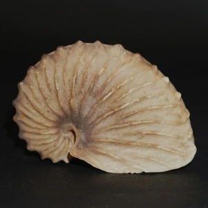 Muszla żeglarka Argonauta cf. boettgeri (Maltzan, 1881) XL6