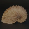 DSC08384.JPG