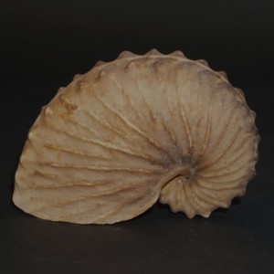 Muszla żeglarka Argonauta cf. boettgeri (Maltzan, 1881) XL6