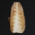 DSC08386.JPG