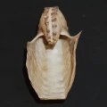 DSC08387.JPG
