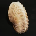 DSC08389.JPG