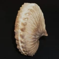 DSC08390.JPG