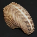 DSC08391.JPG