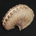 DSC08392.JPG