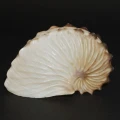 DSC08394.JPG