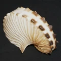 DSC08397.JPG