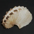 DSC08398.JPG