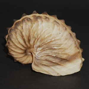 Muszla żeglarka Argonauta cf. boettgeri (Maltzan, 1881) XL8