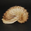 DSC08402.JPG