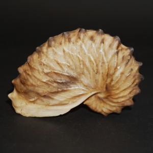Muszla żeglarka Argonauta cf. boettgeri (Maltzan, 1881) XL8