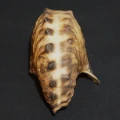 DSC08403.JPG