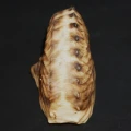 DSC08404.JPG