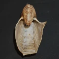 DSC08405.JPG